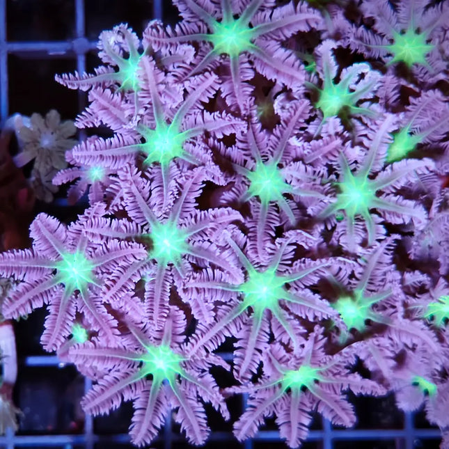 Clavularia de colores morados y verdes muy llamativos