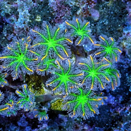 pólipos de coral con un verde llamativo en el centro y las puntas anaranjadas