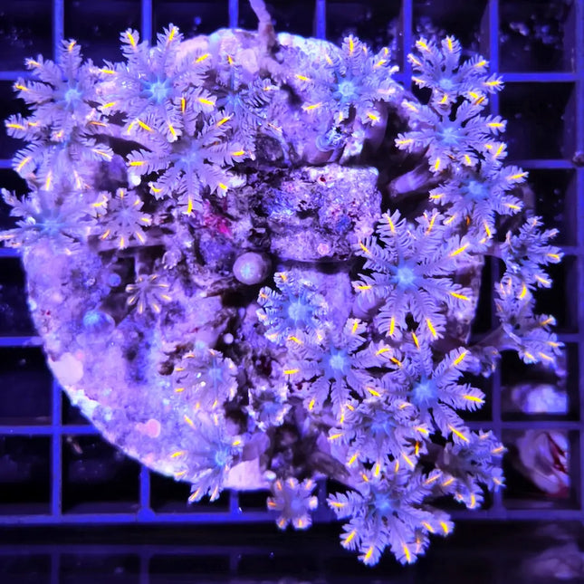 Clavularia de colores llamativos