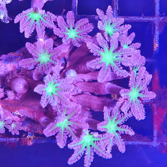 Coral blando Clavularia con tentáculos alargados mostrando colores vivos en acuario marino