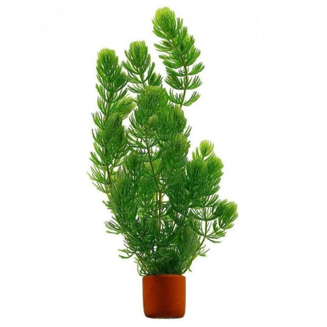 Ceratophyllum demersum (Cola de Zorro)