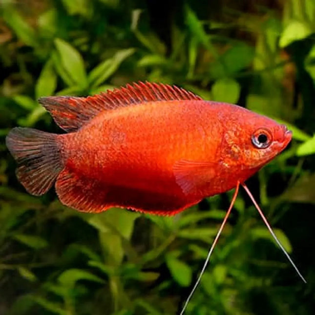 Colisa Chuna Roja macho con cuerpo rojo intenso nadando en acuario plantado

