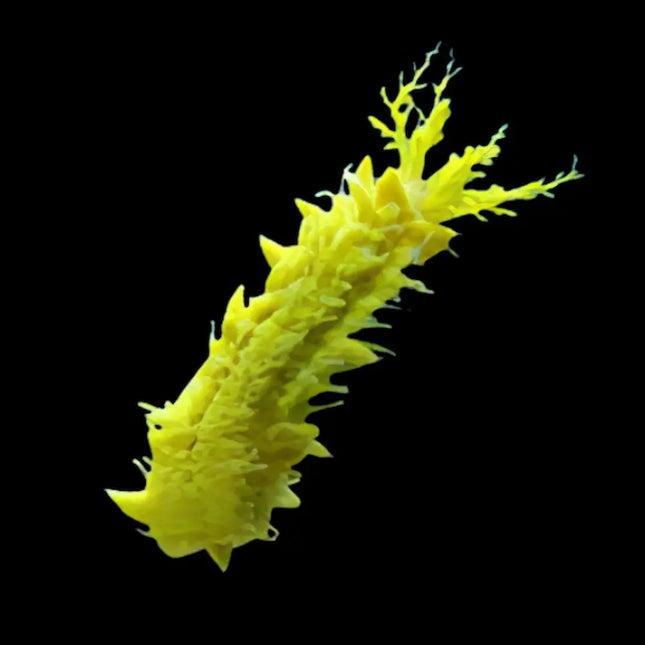 Pepino de mar Colochirus robustus con tentáculos ramificados filtrando partículas en acuario marino