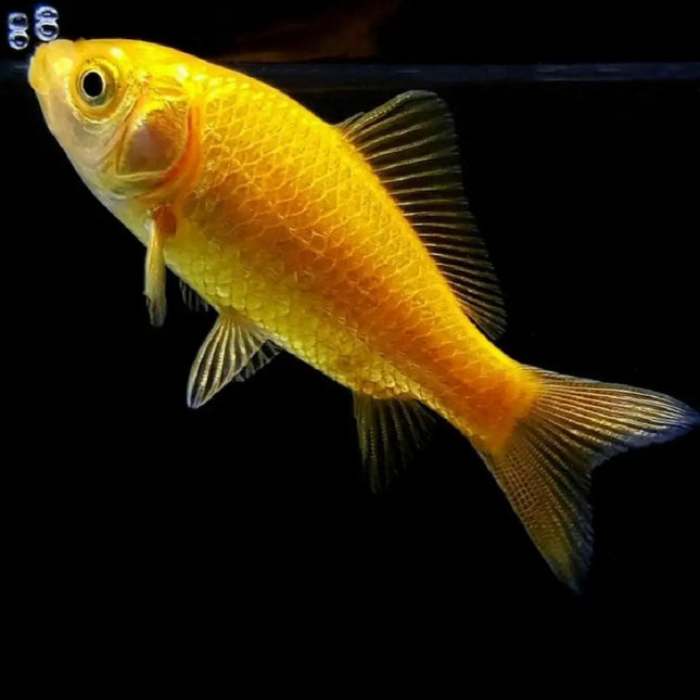 Pez Cometa amarillo con cuerpo alargado y aletas largas