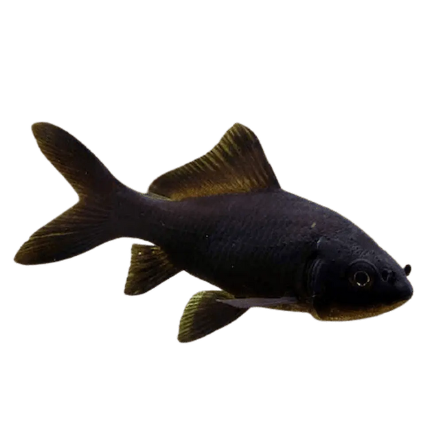 Pez cometa negro de cuerpo alargado y cola fluida, completamente oscuro, sin fondo.