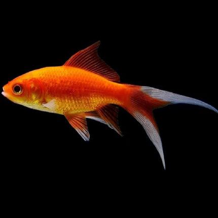 Cometa rojo o Carassius auratus