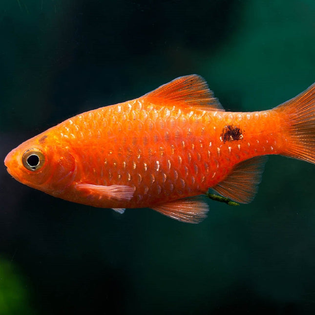 Barbo conchonius Amarillo/Rojo 3-3,5 cm
