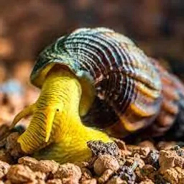 Caracol Conejo / Elefante