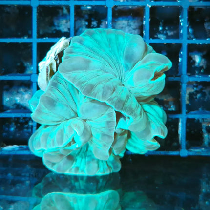 Coral Plerogyra turbida para acuario marino de arrecife, con pólipos carnosos e inflados de color verde