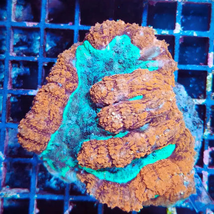 Coral Symphyllia LPS con forma de cerebro y colores intensos para acuario marino