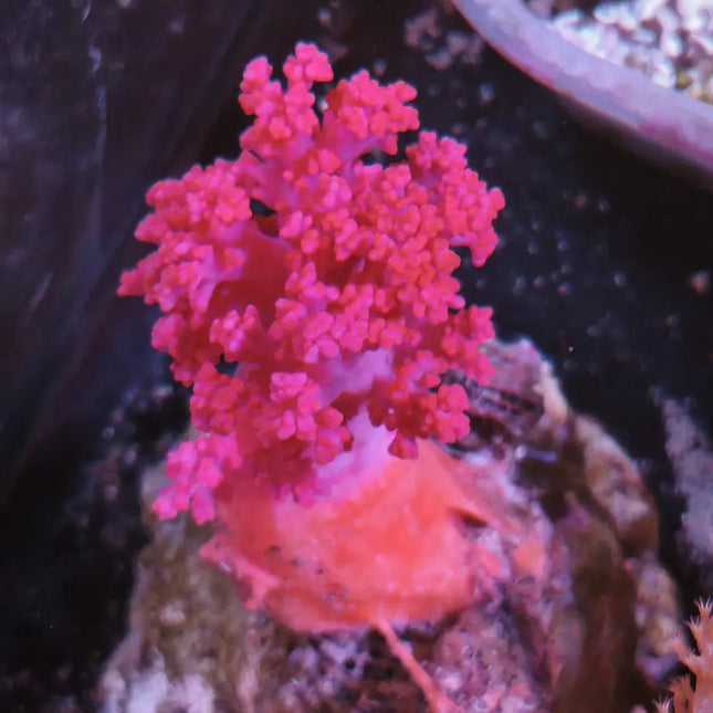 Coral blando Scleronephthya de color rosa