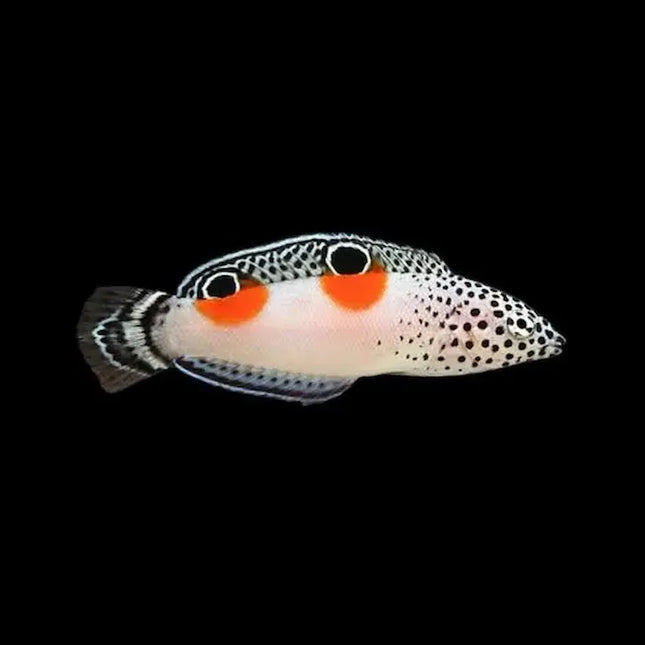 Coris aygula juvenil con ocelos negros y manchas rojas debajo.