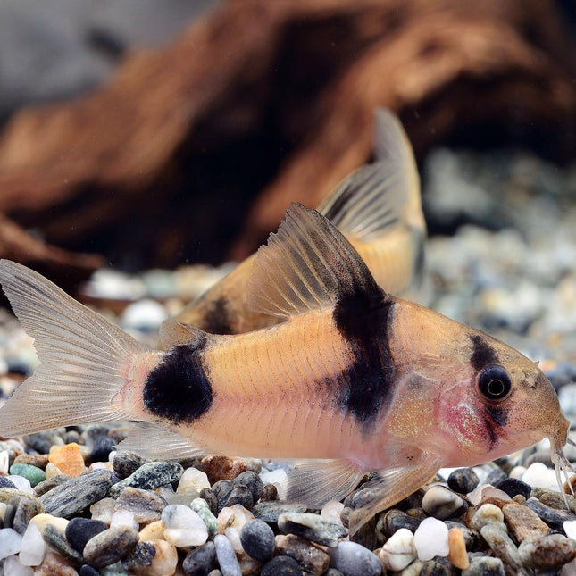 Corydora weitzmani