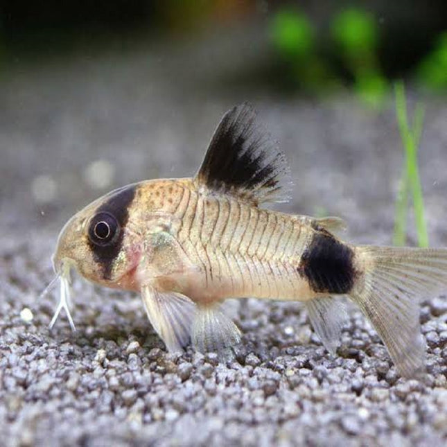 Corydora panda 2,5-3 cm