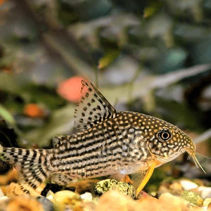Corydora sterbai 2,5-3 cm