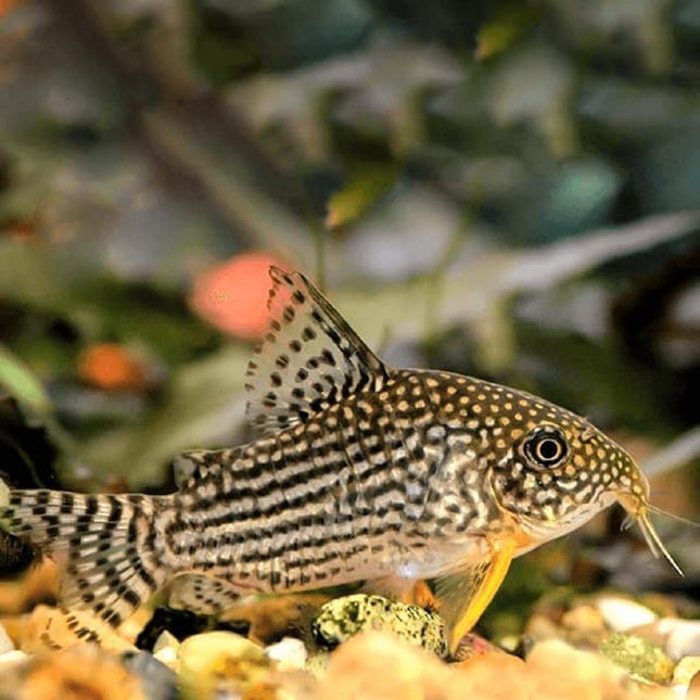 Corydora sterbai 2,5-3 cm