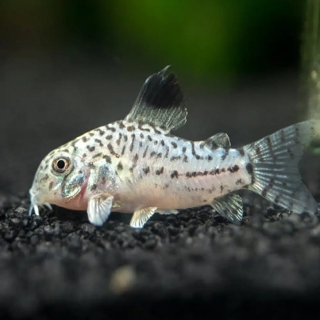Corydora julii con patrón moteado sobre sustrato de arena clara en acuario plantado

