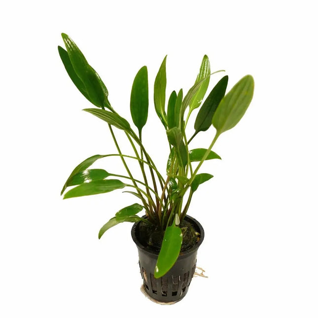 Cryptocoryne lutea con hojas verdes y marrones creciendo en acuario plantado de agua dulce