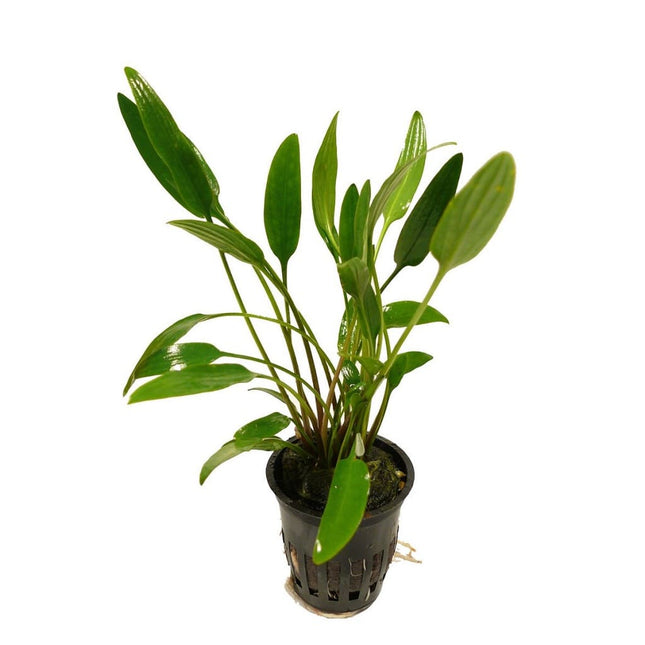 Cryptocoryne lutea