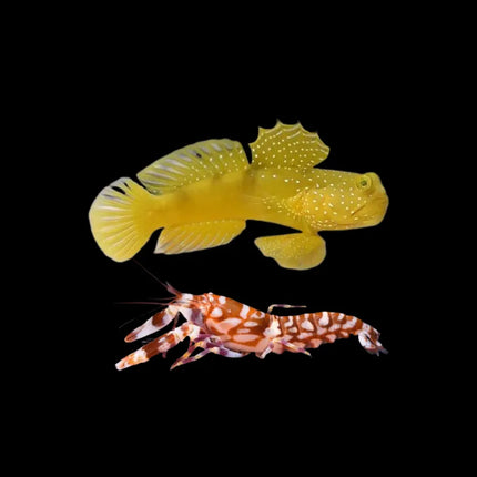Cryptocentrus cinctus de cuerpo alargado color marrón claro con una banda blanca transversal en medio. Ojos grandes y aplanados, con aletas pectorales translúcidas. Al lado, gamba Alpheus naranja brillante con grandes pinzas, en postura vigilante.
