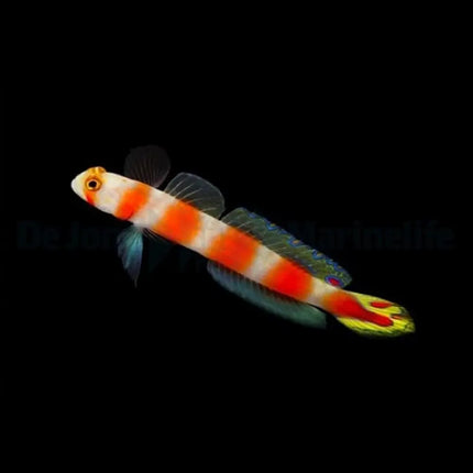 Cryptocentrus aurora con cuerpo blanco moteado de naranja y aletas azuladas, visto de perfil sobre fondo negro.