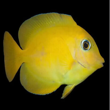 Ctenochaetus truncatus Amarillo - Cirujano Marino S/M