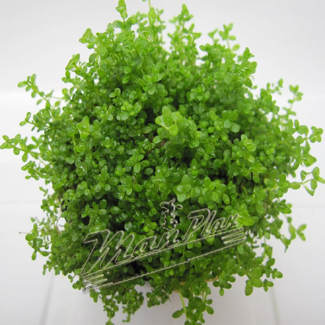 Hemianthus callitrichoides «CUBA»