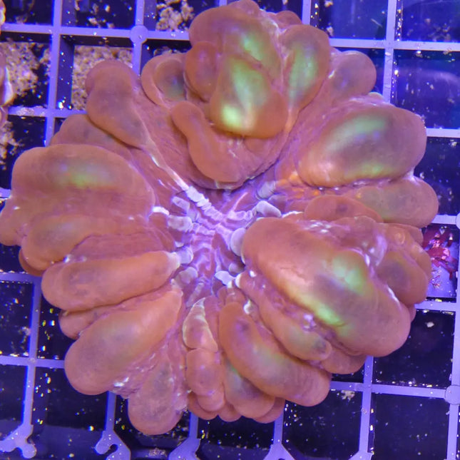 Cynarina lacrymalis, coral botón LPS con gran pólipo y coloración intensa