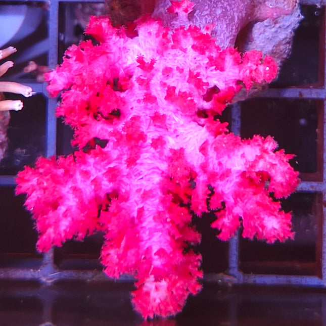 Coral blando Dendronephthya Frag  | Color intenso para acuarios marinos