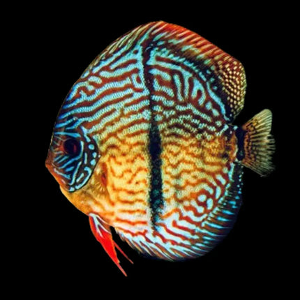 Pez Disco con patrón azulado y su característica linea transversal propia de esta especie. 