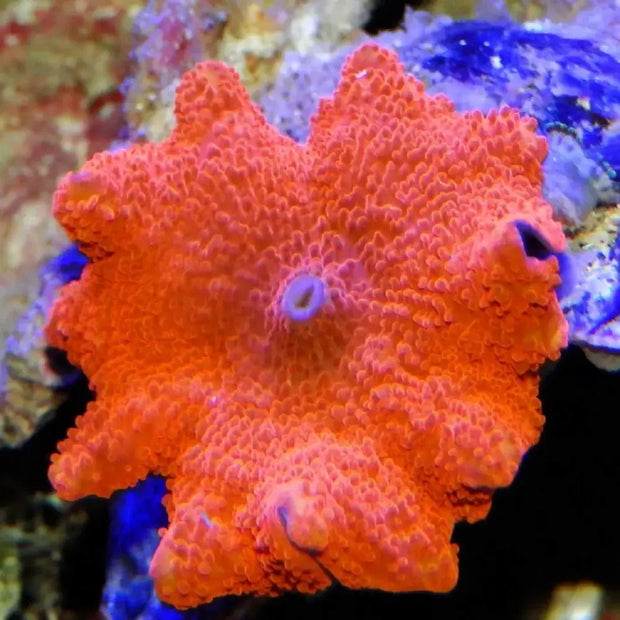 Coral Discosoma cardinalis de tono rojizo intenso en acuario marino.


