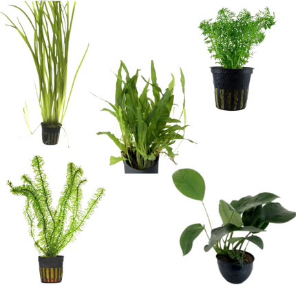Pack Plantas Fáciles