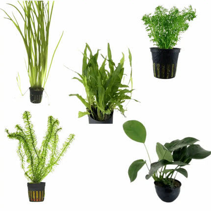 Pack de 5 plantas acuáticas resistentes: Anubias, Microsorum, Vallisneria, Egeria y Limnophila para acuario de agua dulce