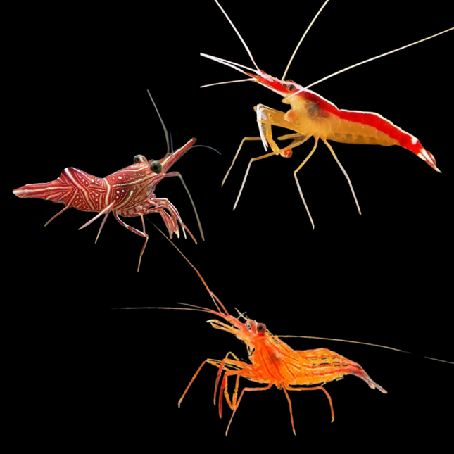 Pack Gambas Marinas – Lysmata amboinensis, Lysmata seticaudata y Rhynchocinetes durbanensis