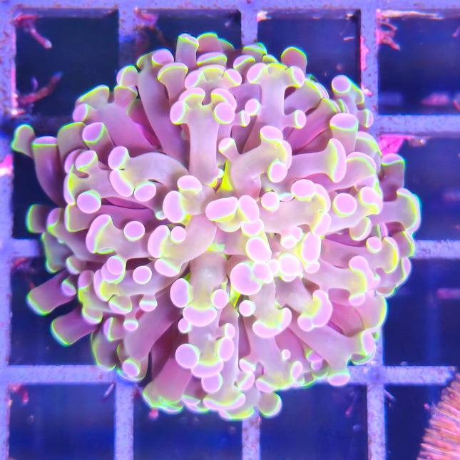Euphyllia divisa | Coral hammer LPS de tentáculos largos y movimiento fluido