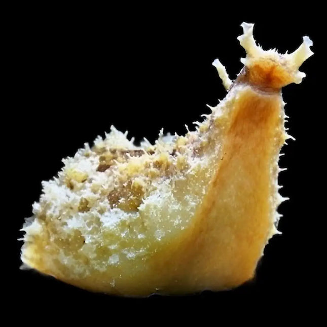 Dolabella auricularia (babosa de oreja de elefante) sobre sustrato en acuario marino, mostrando su cuerpo grande y su forma distintiva en tonos verdes y amarillos.

