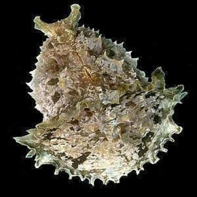 Dolabella auricularia (babosa de oreja de elefante) sobre sustrato en acuario marino, mostrando su cuerpo grande y su forma distintiva en tonos verdes y amarillos.

