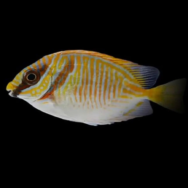 Siganus doliatus – Pez Conejo Convicto para Acuarios Marinos