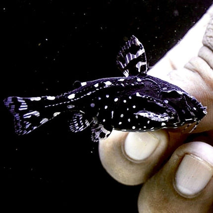 Agamyxis pectinifrons 5-10 cm