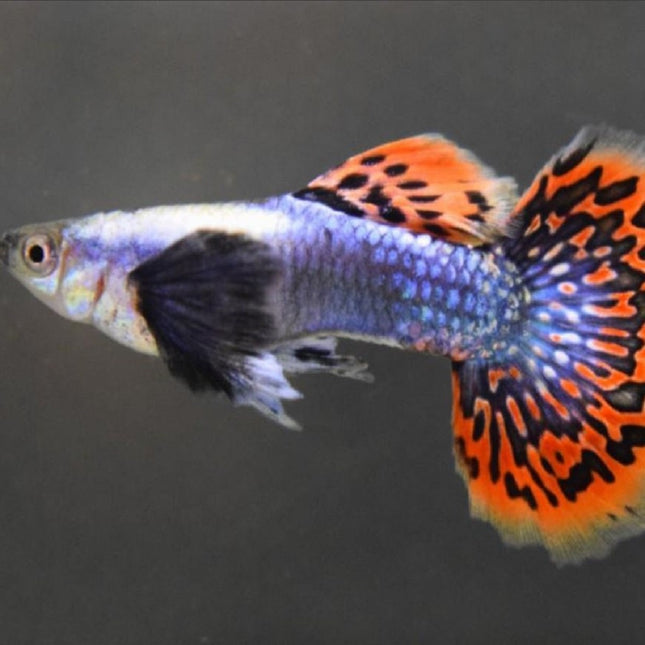 Guppy Macho Dumbo Leopardo 3 cm