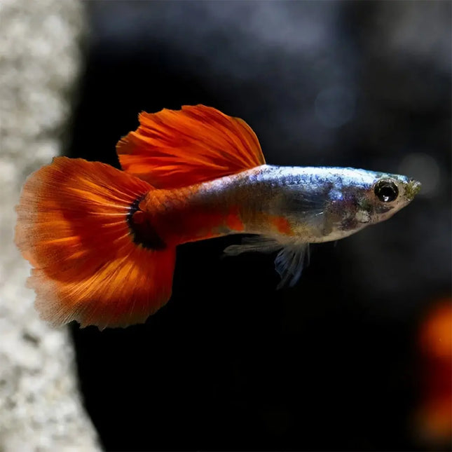 Guppy Dumbo Red Sapphire con aletas grandes y colores rojo y azul intenso