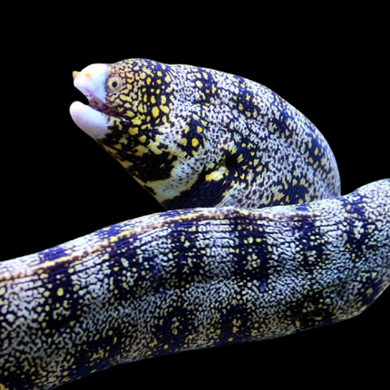 Echidna nebulosa