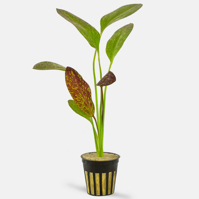 Echinodorus Red Flame