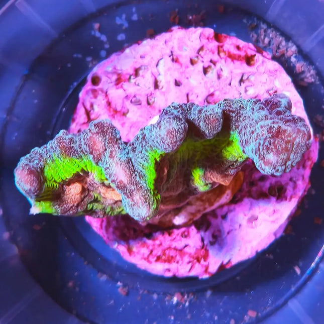 El Echinophyllia es un coral LPS (Large Polyp Stony) muy apreciado por su espectacular coloración y su forma característica de chal o plato ondulado. Este coral combina tonos intensos 