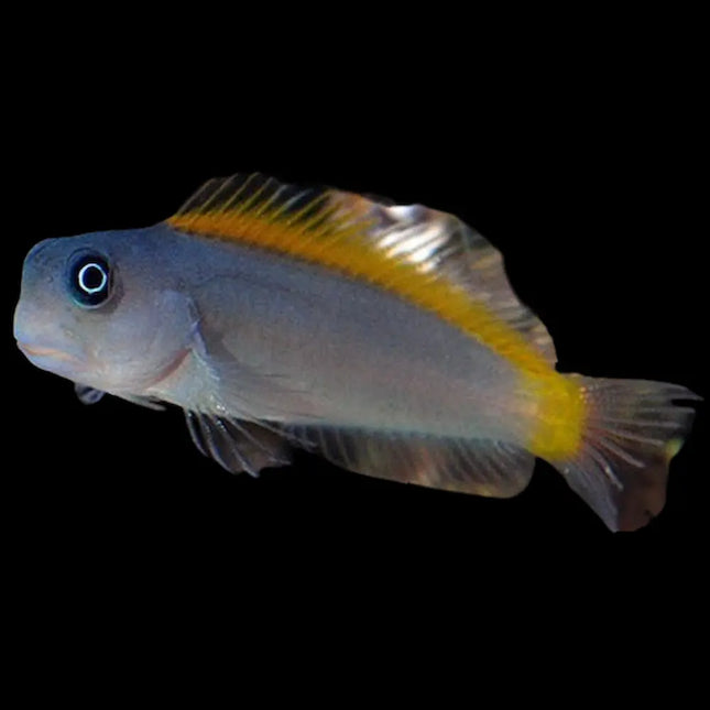 El Ecsenius lividanalis mostrando su cuerpo alargado con un color azul eléctrico intenso y detalles amarillos en la cabeza y aletas.