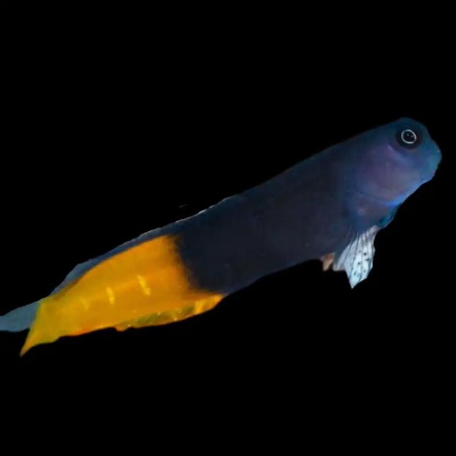 El Ecsenius bicolor mostrando su coloración característica, con la mitad delantera en tonos azul oscuro y la trasera en un naranja intenso, y su cuerpo alargado de aspecto poco robusto.