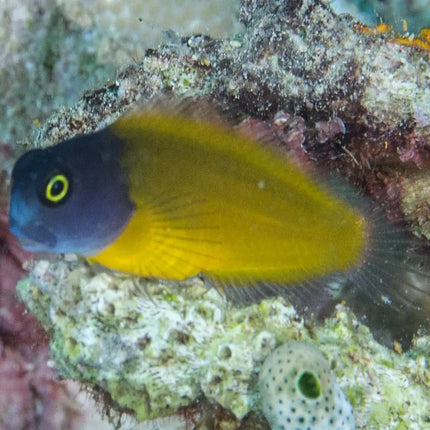 El Ecsenius lividanalis mostrando su cuerpo alargado con un color azul eléctrico intenso y detalles amarillos en la cabeza y aletas.