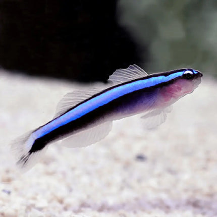 Elacatinus oceanops de cuerpo alargado negro con una línea azul eléctrico brillante que recorre desde el hocico hasta la cola. Aletas pequeñas y translúcidas, ojos llamativos y cabeza ligeramente redondeada.