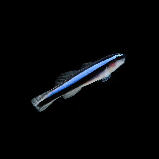 Elacatinus oceanops de cuerpo alargado negro con una línea azul eléctrico brillante que recorre desde el hocico hasta la cola. Aletas pequeñas y translúcidas, ojos llamativos y cabeza ligeramente redondeada.