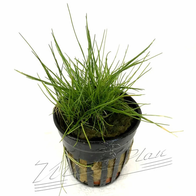 Eleocharis parvula formando césped verde denso en el primer plano de un acuario plantado

